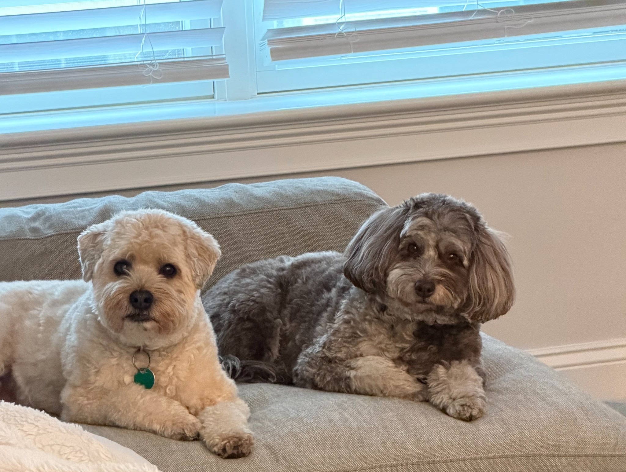 Patricia's two dogs relaxing together at home